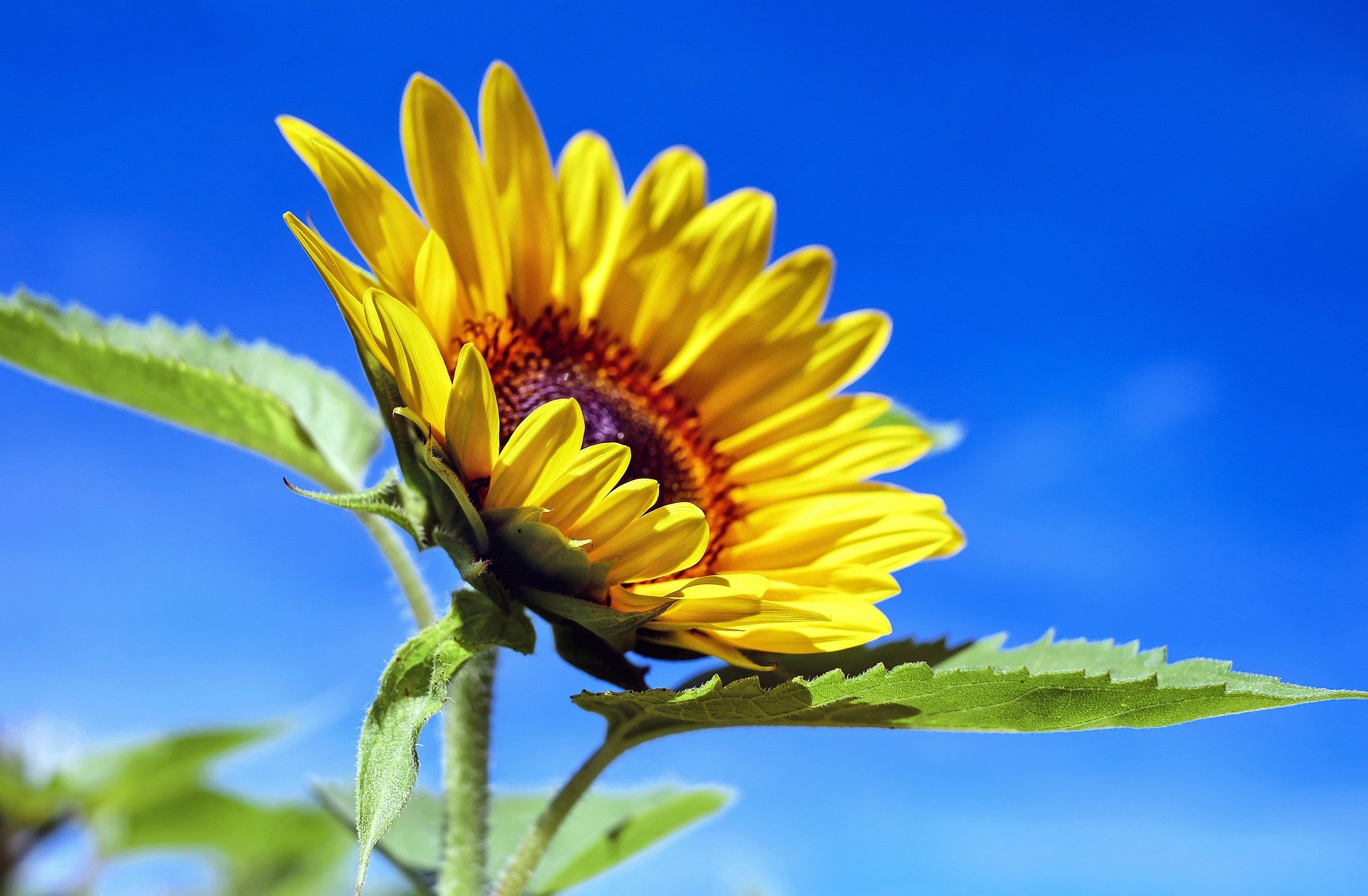 couleur-sunflower-1536088_1920.jpg